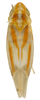 Habitus, dorsal view on Erythridula sagittata (Beamer, 1930): Habitus (INHS collection). (Observation).