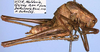 male, lateral view (paratype). Depicts CollectionObject 1600432; 44c66ca3-eef3-42fc-a636-d8e5607eebda, a CollectionObject.