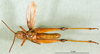 CollectionObject 1501417; c59db8bd-1df8-4366-91ac-93d77b4283cc, DORSA BA000817S01: male, ventral view (holotype). (CollectionObject).