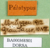CollectionObject 1502221; 43a92574-79ea-42bf-ac48-d3fa59febce4: labels (paralectotype). (CollectionObject).