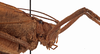 CollectionObject 1534509; 4c79a0fc-b7a5-4c3d-9485-69e46eebcb95: male pronotum, lateral view (holotype). (CollectionObject).