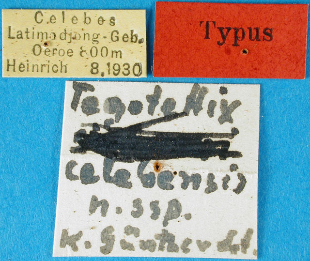 Orthoptera Species File - Tegotettix celebensis Günther, 1937