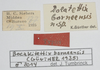 CollectionObject 1503209; a971e114-c73d-48f6-bc2c-04b33df4eda3: labels (holotype). (CollectionObject).