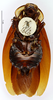 Homalosilpha ustulata (Burmeister, 1838): CC BY-NC-ND 4.0/MNHN - Depraetere Marion - 2014. Type, male, of thoracica Serville, 1838. Specimen number: MNHN-EP-EP956. http://coldb.mnhn.fr/catalognumber/mnhn/ep/ep956. (Otu).