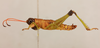 CollectionObject 1611548; 02138bb2-a717-4ef4-8eb3-3374bce2d0f8: male, lateral view. (CollectionObject).