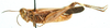 Anaeolopus dorsalis (Thunberg, 1815): male, lateral view. (Otu).
