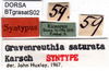 CollectionObject 1502473; a6ac637e-f6ac-40e7-af60-0c3aaa24a701, DORSA BTgrasatS02: labels (syntype). (CollectionObject).
