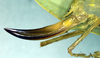 CollectionObject 1501719; aab67b29-9c87-4d27-9200-d6076d456442, DORSA BTlioaduS02: ovipositor (syntype). (CollectionObject).