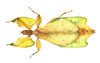 CollectionObject 1591399; 270adce3-a2d6-4189-9d34-ba6b6ce3ba6a: copyright IMQC Montreal. female, dorsal view (holotype). (CollectionObject).