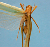 CollectionObject 1542799; 02d5fd6d-6d5e-4e65-969d-db528b75f575: female, body dorsal view (holotype of Herbardius rubrovittatus). (CollectionObject).