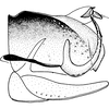 Pygofer, lateral view: !! display not done !! on Pendarus (Remadosus) magnus (Osborn & Ball, 1897): Pygofer, lateral view. (Observation).