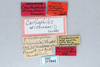 CollectionObject 1522033; 6442ffa7-9cc0-4d0b-b7ea-78482d951cea, CNCI 311942: (CollectionObject).