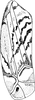 Forewing on Bolanusoides pahlawan Dworakowska, 1993: Forewing (male). (Observation).