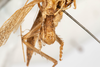 CollectionObject 1531231; 13b3a7ff-4e15-4dad-ac61-d772052170fc: male, ventroposterior view (holotype). (CollectionObject).