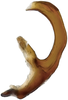Aedeagus, lateral view: !! display not done !! on Faltala Oman, 1938: (Observation).