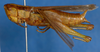 CollectionObject 1519622; 7f5d2cc4-52f5-4abd-ba79-fb0764df9767: female, lateral view (syntype of Oxya oryzivora). (CollectionObject).