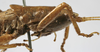 CollectionObject 1539571; ffddf332-545c-4500-94f6-a57b0c11c584: male pronotum, lateral view (syntype). (CollectionObject).
