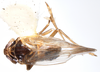 Habitus, dorsal view on Delphacodes audrasi Ribaut, 1954 now Delphacodes mulsanti (Fieber, 1866): (Observation).