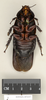 CollectionObject 1573085; 0113e7a0-f0ef-4be5-819a-c4e1ace5377f: Copyright Natural History Museum, London. Non-type (adult male) in BM(NH). Ventral view. (CollectionObject).