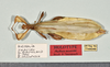 CollectionObject 1561222; 8a0a2a9e-096a-4f6a-abba-2291f255338b: copyright QM. male, dorsal view (holotype). (CollectionObject).