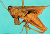 CollectionObject 1505094; 72783f1b-ccc0-4407-8381-194d44257f55: male, lateral view. (CollectionObject).