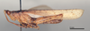 CollectionObject 1578621; e0de84bd-c8c2-4c49-869f-37c911ac30d0: male, lateral view (paralectotype). (CollectionObject).