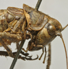 CollectionObject 1535134; 09af90a4-c577-4c09-aea9-58f904d63d96: female pronotum, lateral view (lectotype). (CollectionObject).
