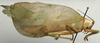 CollectionObject 1535115; 6df839bb-63e1-4e75-ad3c-6b3d48209e06: female, lateral view (lectotype). (CollectionObject).