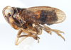 Habitus, lateral view: !! display not done !! on Isodelphax basivitta (Van Duzee, 1909): (Observation).