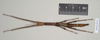 CollectionObject 1559714; NHMUK(SF IMPORT DUPLICATE) 844977-844978, 355727a2-2954-4495-a9b3-02437dfa7f5f: copyright Natural History Museum, London. female (paratype). (CollectionObject).