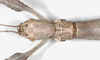 CollectionObject 1563484; 1c50b8bd-9354-47c4-b200-7ba4bb66c162: copyright Natural History Museum, London. female: head, dorsal view (holotype). (CollectionObject).