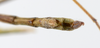 CollectionObject 1561860; 654676ad-d503-42ba-bfb7-6275ce6096e3: copyright ZMUH, Hamburg. male: end of abdomen, ventral view (holotype). (CollectionObject).