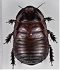 CollectionObject 1618728; 2e943558-3c09-48c9-a44e-d16c53eb1bd3: (CollectionObject).