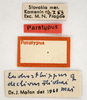 labels (paratype of Euchorthippus declivus stichai Maran, 1954). Depicts CollectionObject 1575343; 0bb154be-178c-421c-9c04-2f40fdc6e3d4, a CollectionObject.