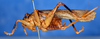 CollectionObject 1506461; 9ec82bb6-3b98-4b2e-b745-47bd3137269d: female, lateral view (syntype of Gryllacris annulata). (CollectionObject).