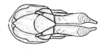 Conometopus sulcaticollis (Blanchard, 1851): Fig. 13. female abdomen tip, dorsal view. (Otu).