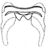 Abdomen, tergite II apodemes on Empoasca (Empoasca) armara Langlitz, 1964: Abdomen, tergite II apodemes. (Observation).