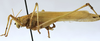 CollectionObject 1539825; d35eb94e-4f5b-48a7-ae48-ce31593cc3c5: male habitus, lateral view (holotype). (CollectionObject).