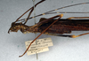 CollectionObject 1561458; d3bbd5c1-6aa8-4de9-840c-26470be484d4: copyright NMW, Vienna. female: head and thorax, lateral view (syntype). (CollectionObject).;CollectionObject 1561459; de40d908-e0b5-49a5-84aa-64fda3b35e2c: copyright NMW, Vienna. female: head and thorax, lateral view (syntype). (CollectionObject).