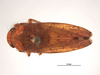 Habitus, dorsal view on Darma aurantia (DeLong & Freytag, 1969): (Observation).