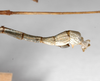 CollectionObject 1563579; f9f27a67-835c-4ba7-9ec7-6bf6ad889388: copyright ZMHB, Berlin. male: end of abdomen, lateral view (syntype). (CollectionObject).