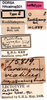 CollectionObject 1507049; e78364db-a1b5-4dec-90a4-168ebac0b6df: labels (lectotype). (CollectionObject).