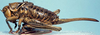 female, lateral view (holotype). Depicts CollectionObject 1522389; a356384f-c889-4bf3-861c-fdc26a0920c2, a CollectionObject.