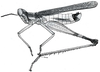 Paramastax nigra (Scudder, 1875): Fig. 44. male habitus. (Otu).
