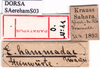 CollectionObject 1530826; 3e2b3bd5-6aec-48b4-894f-15468cab6fc5: labels (syntype). (CollectionObject).