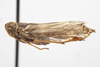 Habitus, lateral view on Cyclopoliarus biperforatus (Fennah, 1945): (Observation).