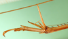 CollectionObject 1502609; e7cda9f2-f16d-4e73-8e7c-8ed35d048247: female, hind tarsus (syntype). (CollectionObject).