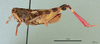 Pararcyptera: Arcyptera (Pararcyptera) microptera karadagi Karabag, 1956: male, lateral view (holotype). (Otu).
