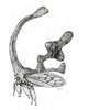 Habitus, lateral view on Cladonota (Lecythifera) crucifixa Gálvez & Flynn, 2021: (Observation).