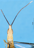 CollectionObject 1501316; 8c005e02-2291-445d-8fd0-4eb826a6677f: male, frontal view (holotype). (CollectionObject).